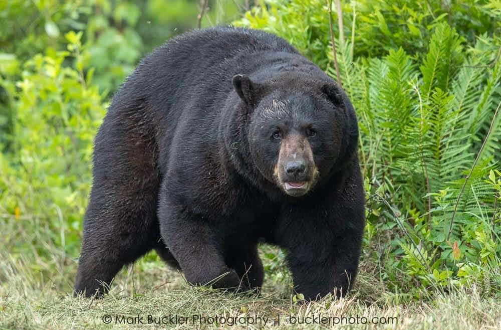 Mark-Buckler-Bear-Photo-2018 A large black bear stands on grass, surrounded by green plants and foliage.