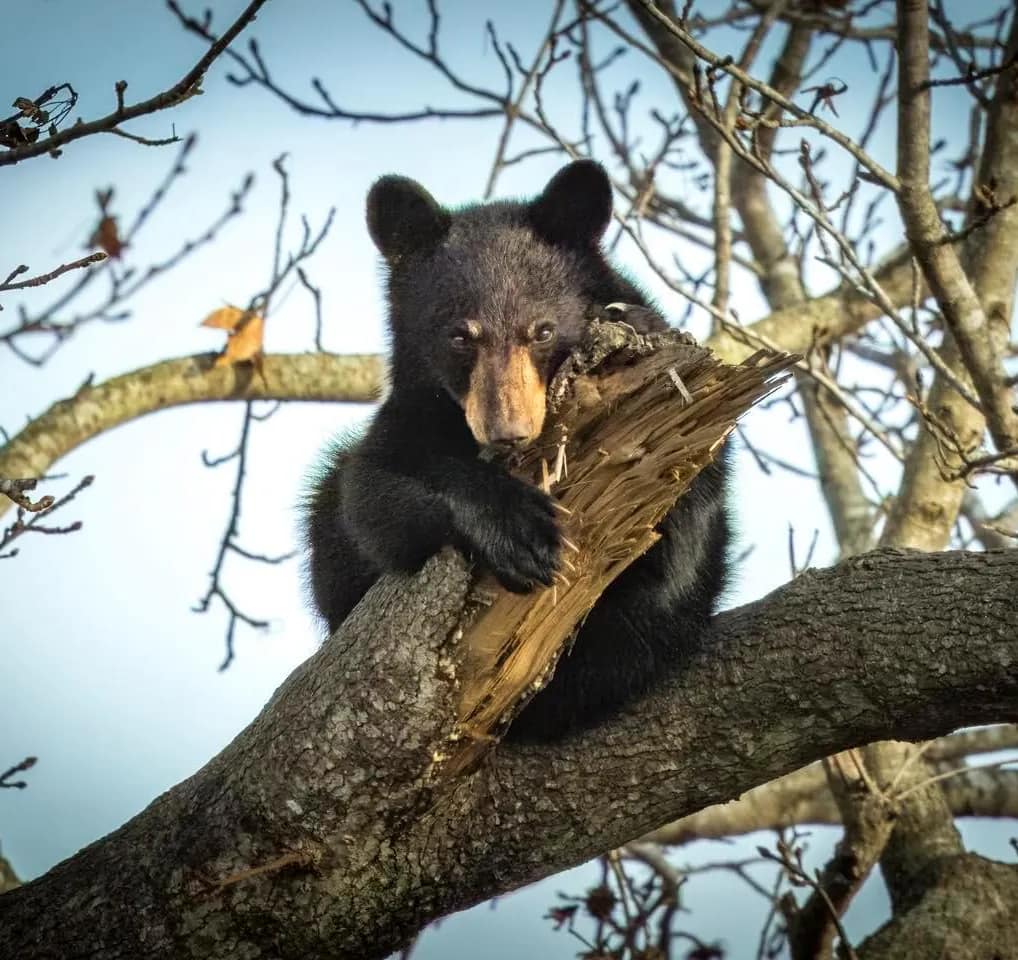 facts-bear-1