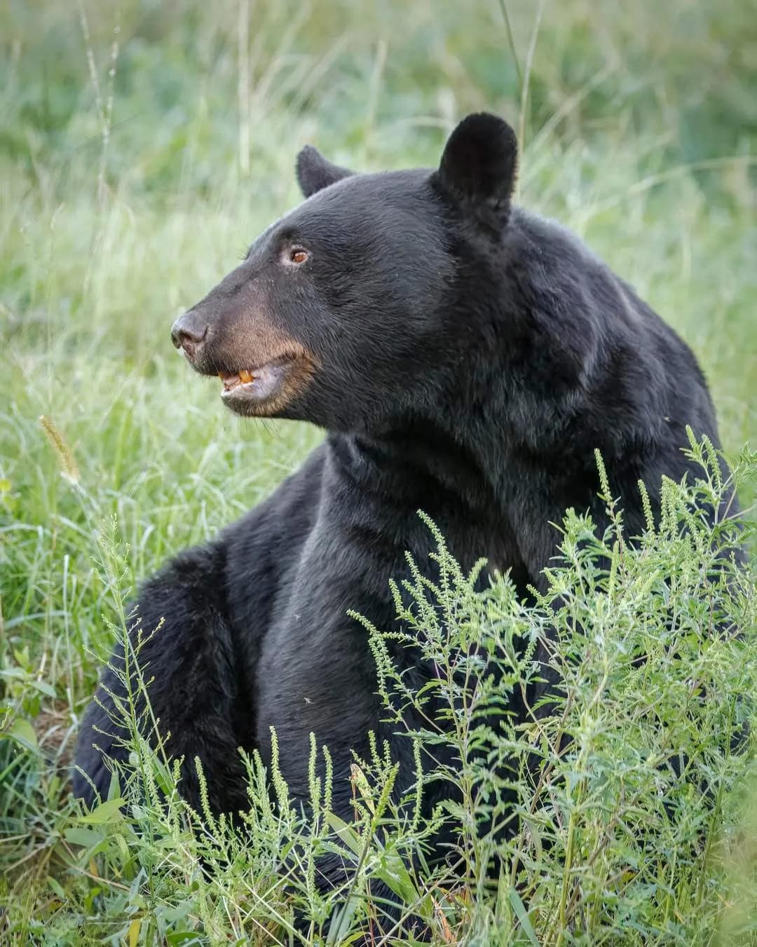 bear-5