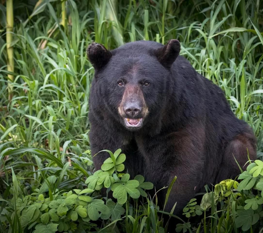 bear-activities-1 A black bear sits in tall green grass, looking toward the camera with its mouth slightly open.