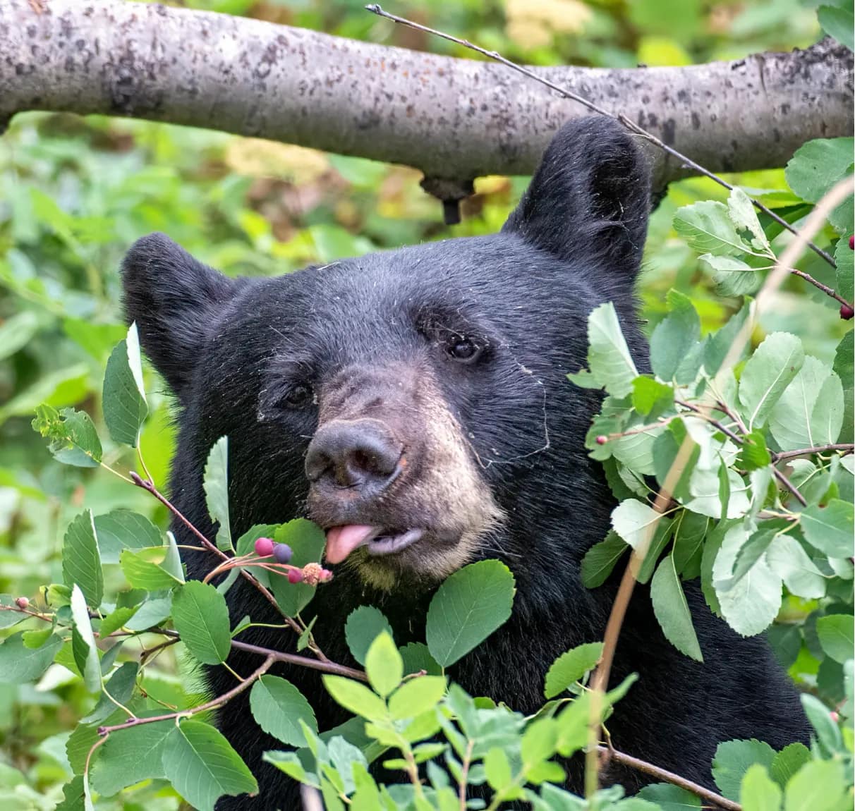 bear-eating-1