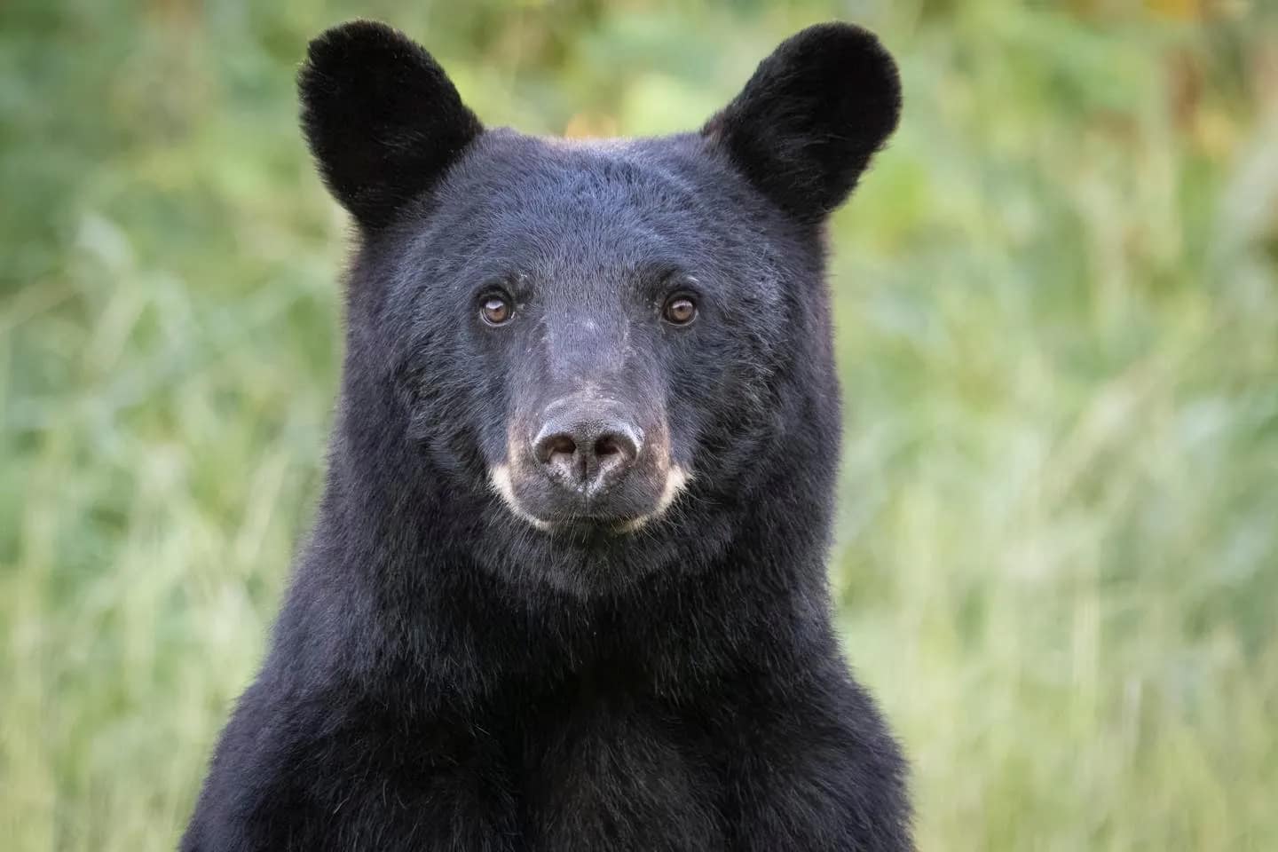 about-1 A black bear looks directly at the camera with a blurred green background behind it.