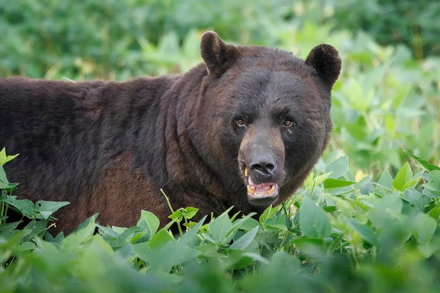 about-2 A black bear stands among green plants, looking toward the camera with its mouth slightly open.