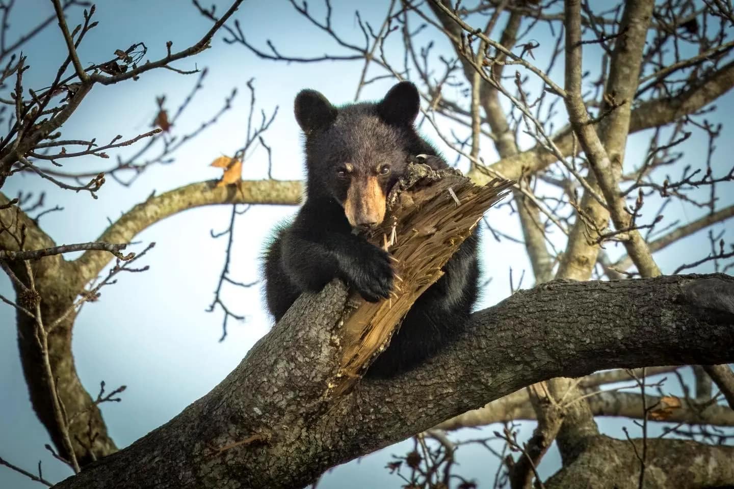 theatre-2 A black bear cub rests on a tree branch, holding onto broken wood among leafless branches.