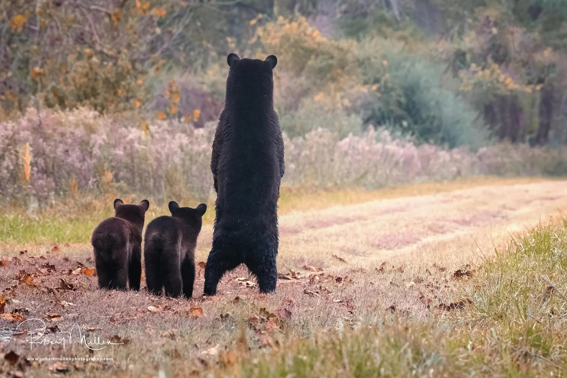 bear-tour-2 A bear stands upright on a path with two bear cubs beside it, facing away into a grassy, wooded area.