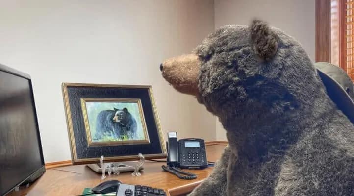 press-1 A person in a bear costume sits at a desk, looking at a computer and a framed bear photo.