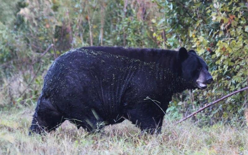 bear1 A large black bear walks through tall grass near dense green shrubs and trees.