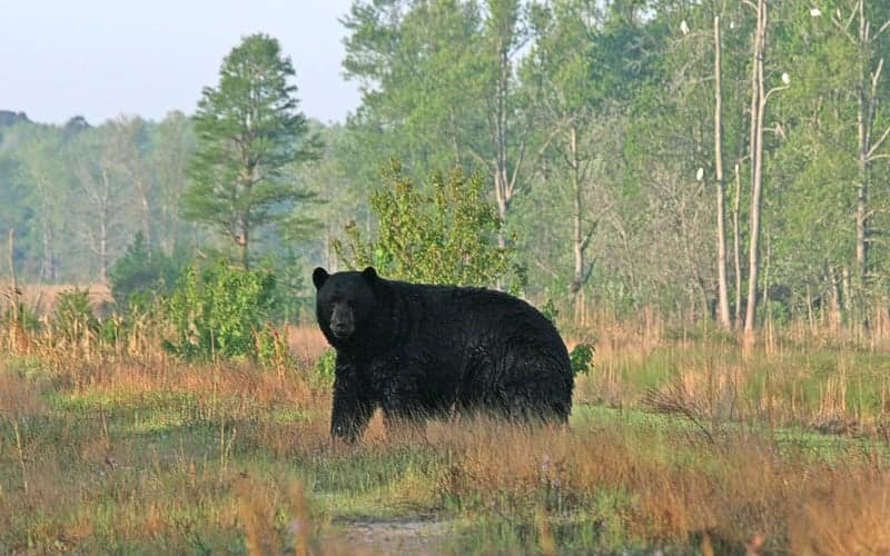 bear4 A large black bear stands in a grassy field with trees in the background on a clear day.