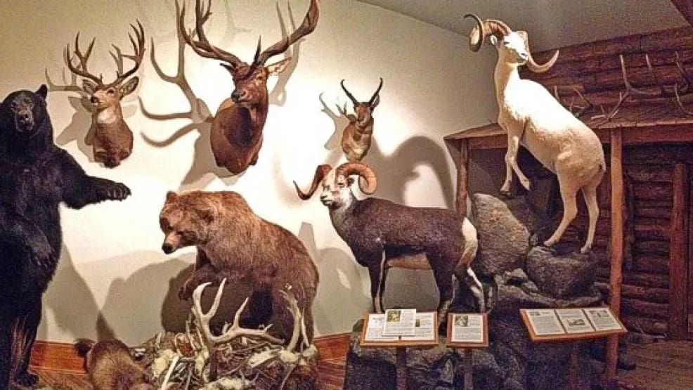 wildlife-1 Taxidermy display of bears, deer, and rams in a museum with informational plaques in front.